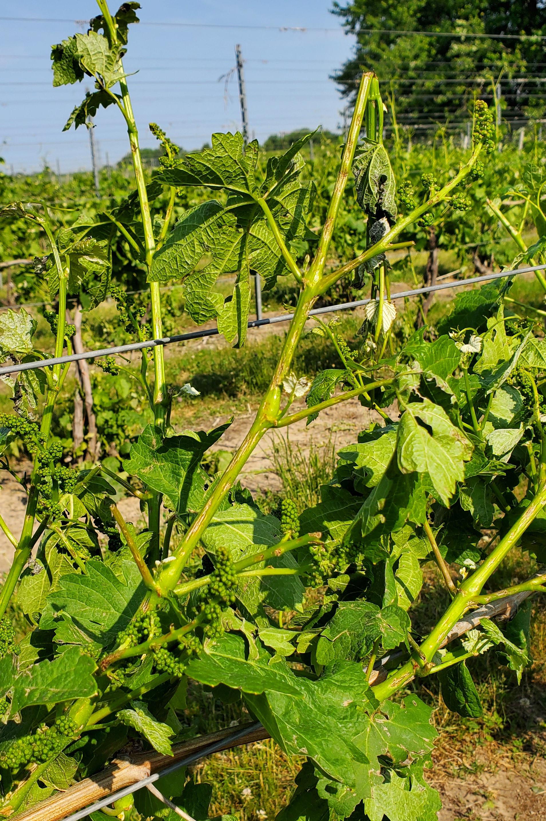 Hail damage to grapes.